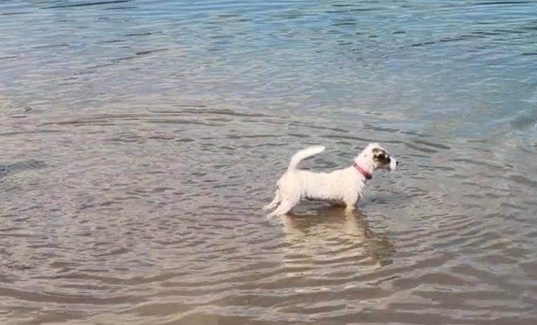 KC Reg Parson Russell Terrier pup