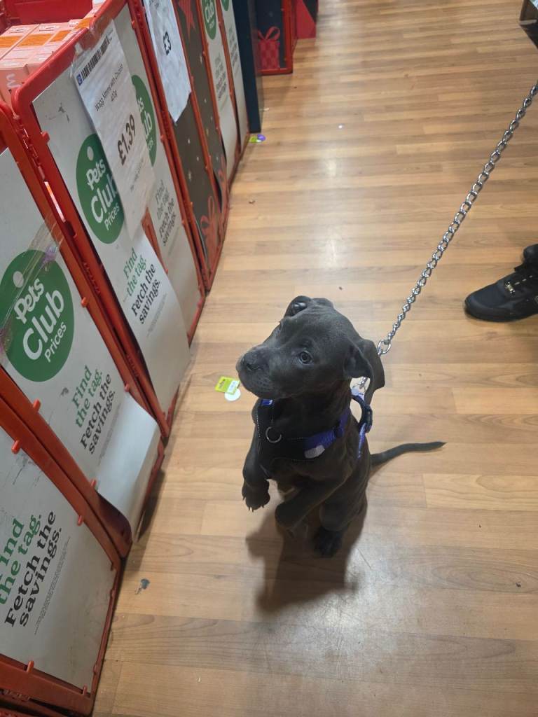 Blue Cane Corso Puppy (girl)