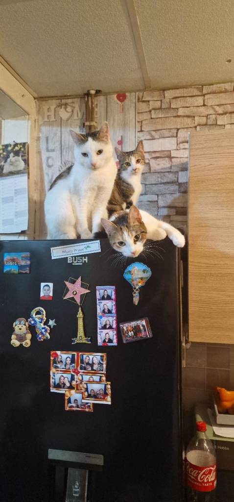 Three kittens for sale 