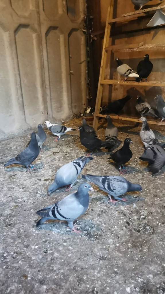 Pigeons