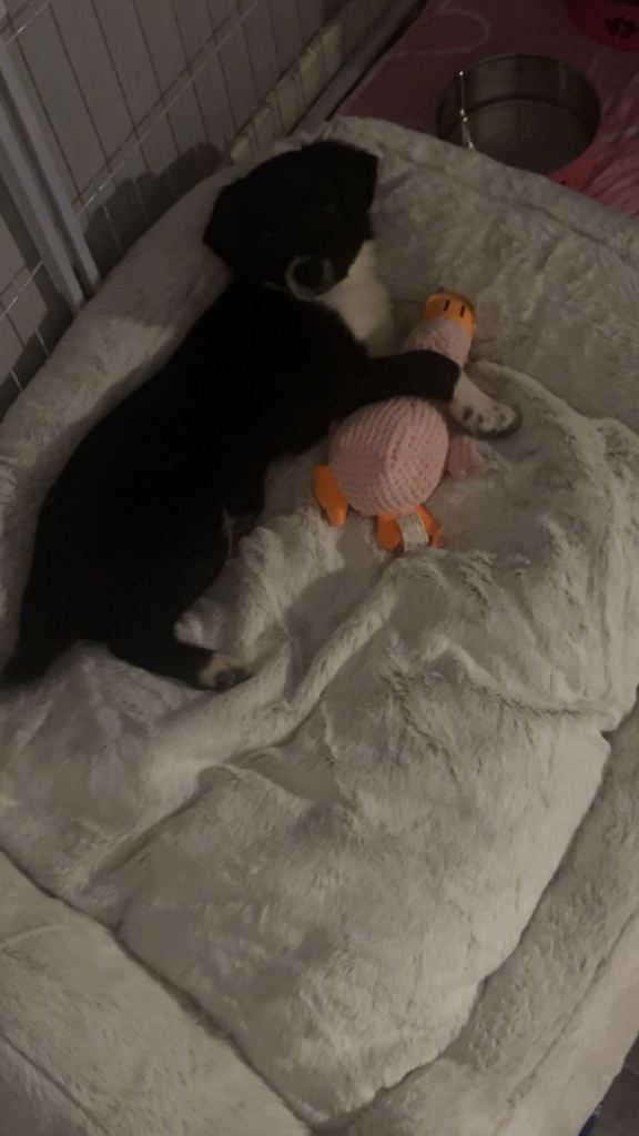 Puppy for sale