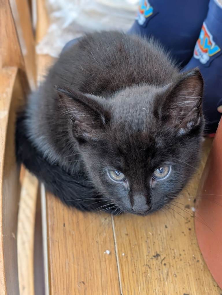 Female kitten for sale