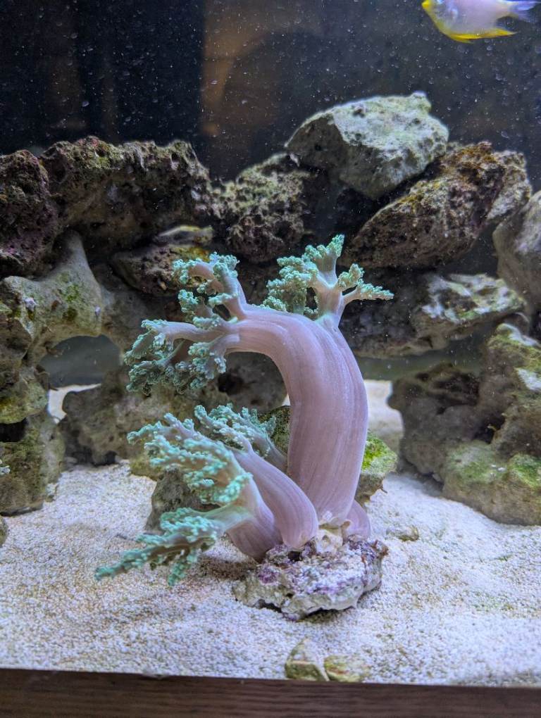 PENDING collection Marine aquarium 