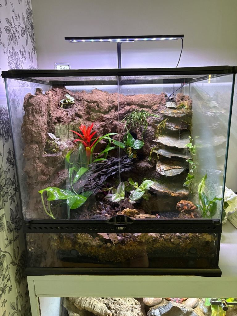 Dart frog tank 