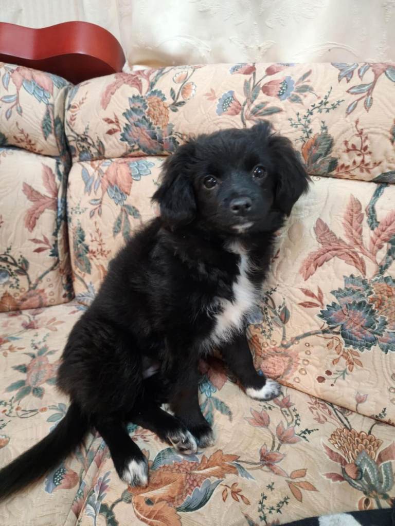 Furry puppies looking for new home 