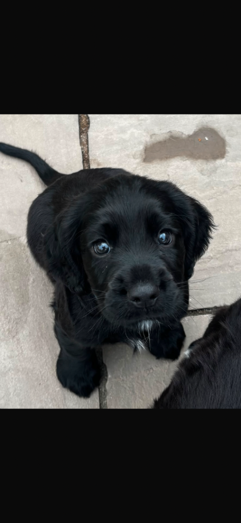 Sprocker Puppy