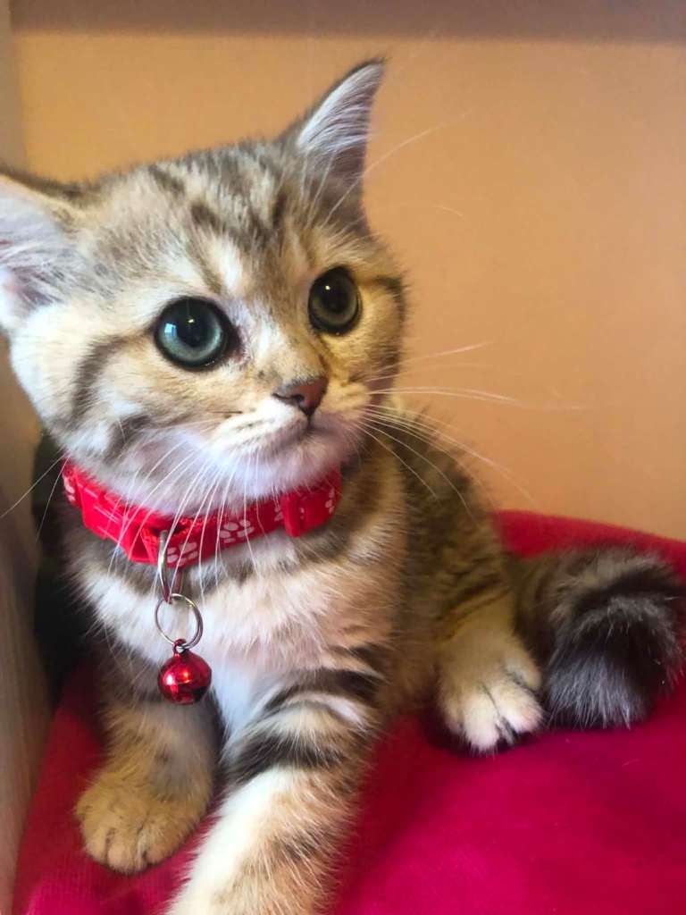 British shorthair kittens