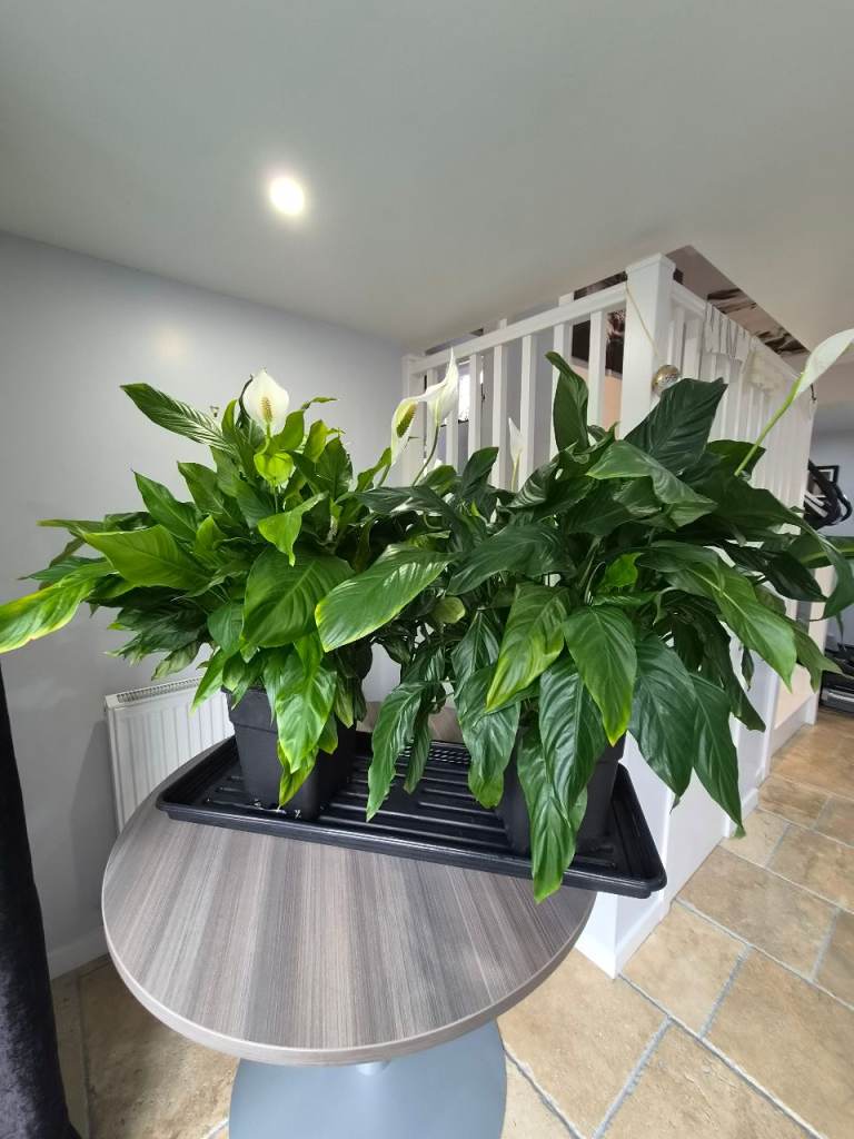 Two Large, Healthy Peace Lily Spathyphillum Plants in Plastic Pots