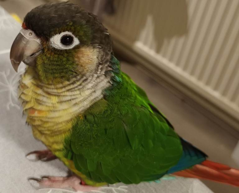 Missing Conure Bird