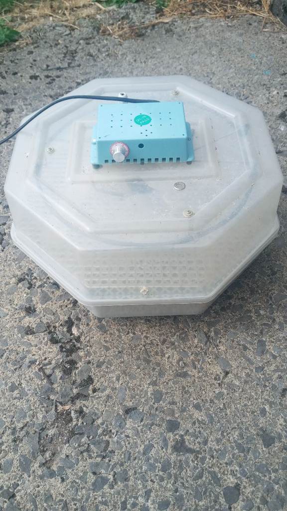 Eggs incubator
