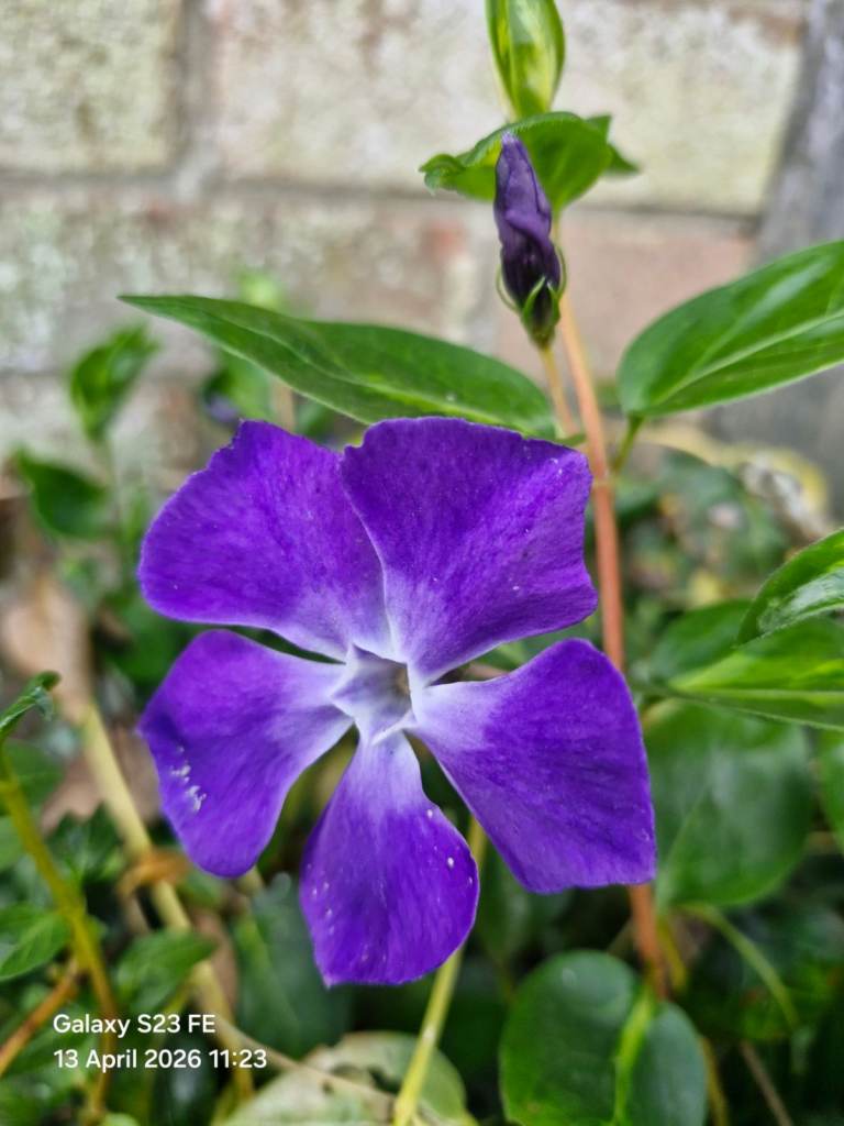 Pot with Periwinkle Plant - Purple Flowers, Good Ground Cover