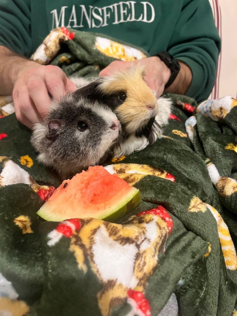 2 x female long haired guinea pigs 