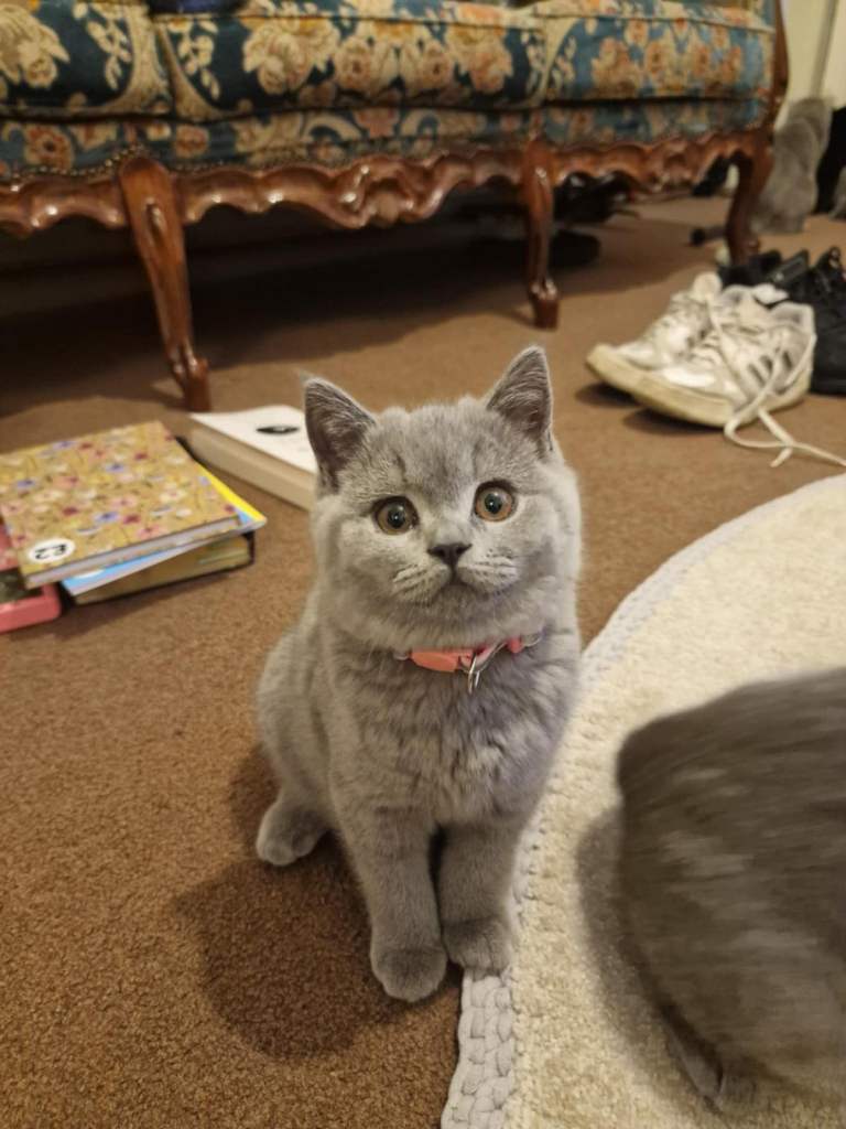British Shorthair Kittens