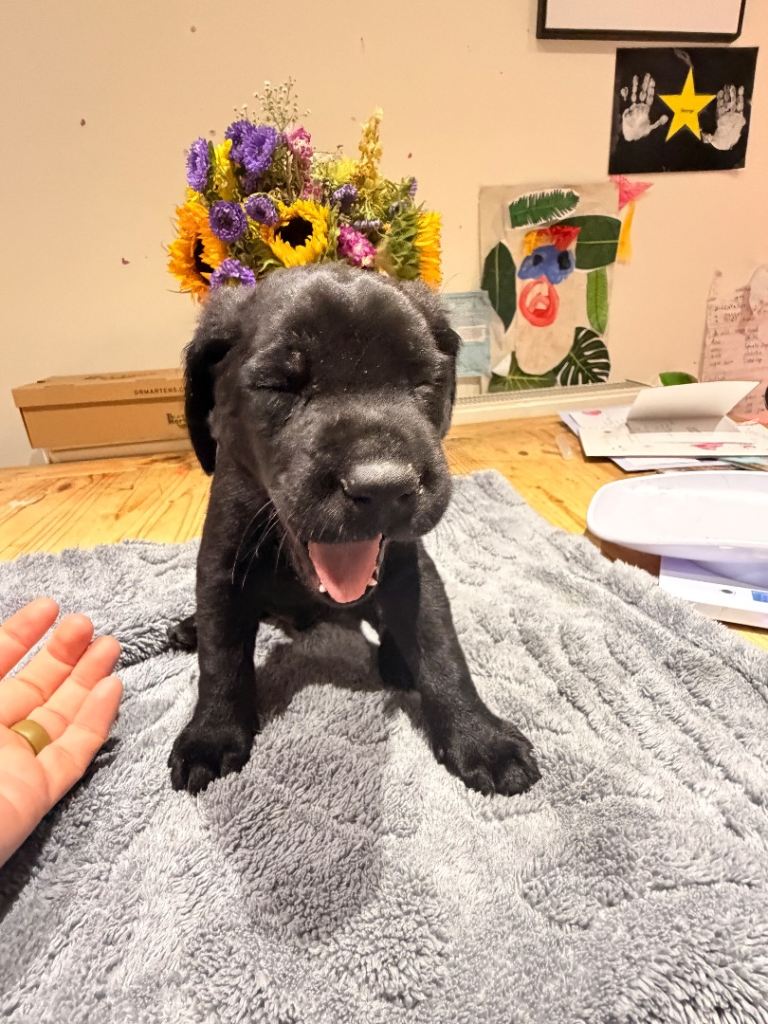 Fantastic Labrador Litter