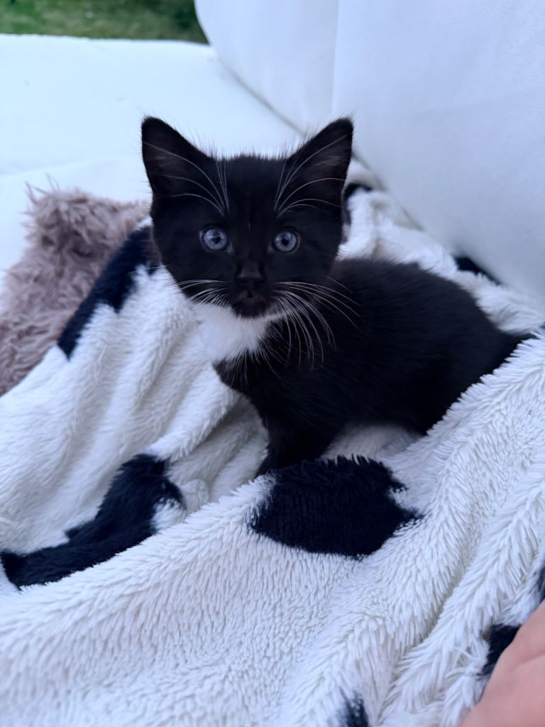 1 female kitten left (black and white) £50 