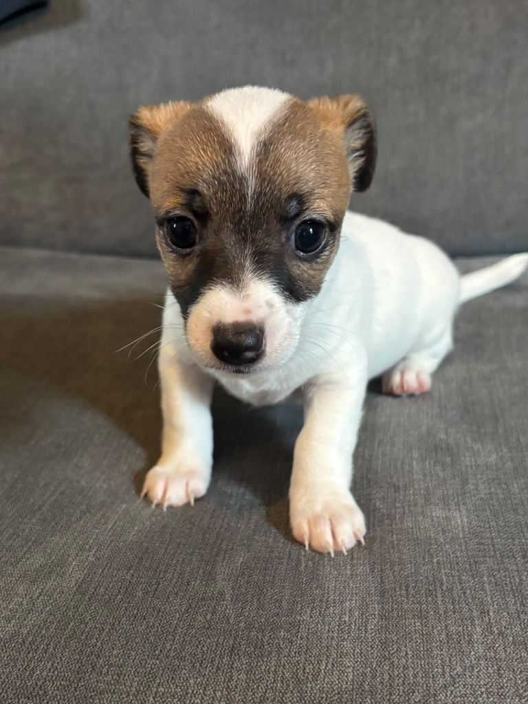 Jack Russell pups 