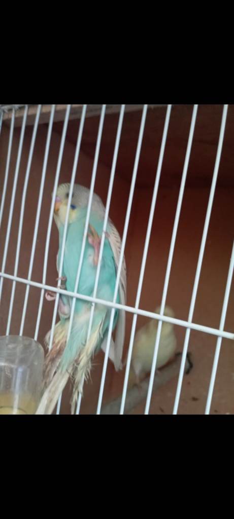 Baby budgies 