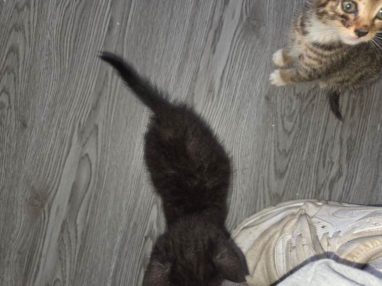 Black male kitten 
