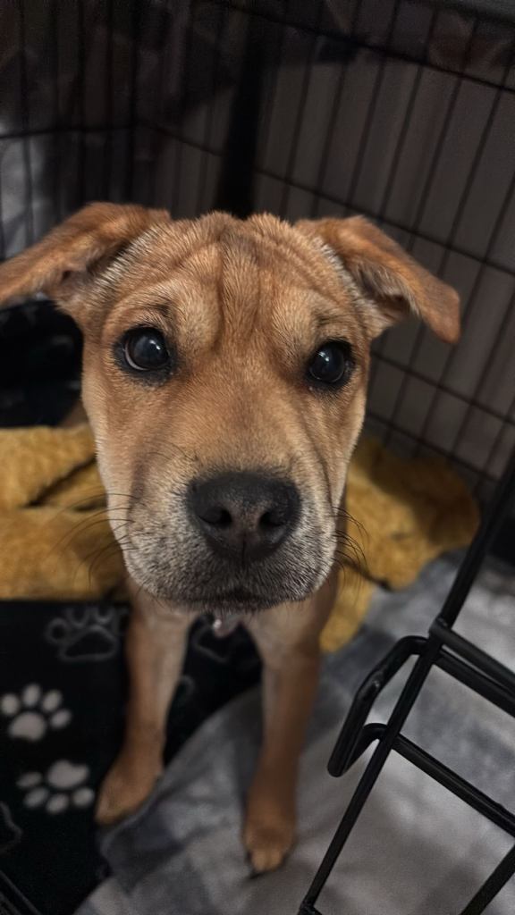 Puppy for sale Patterdale x Lakeland Terrier 