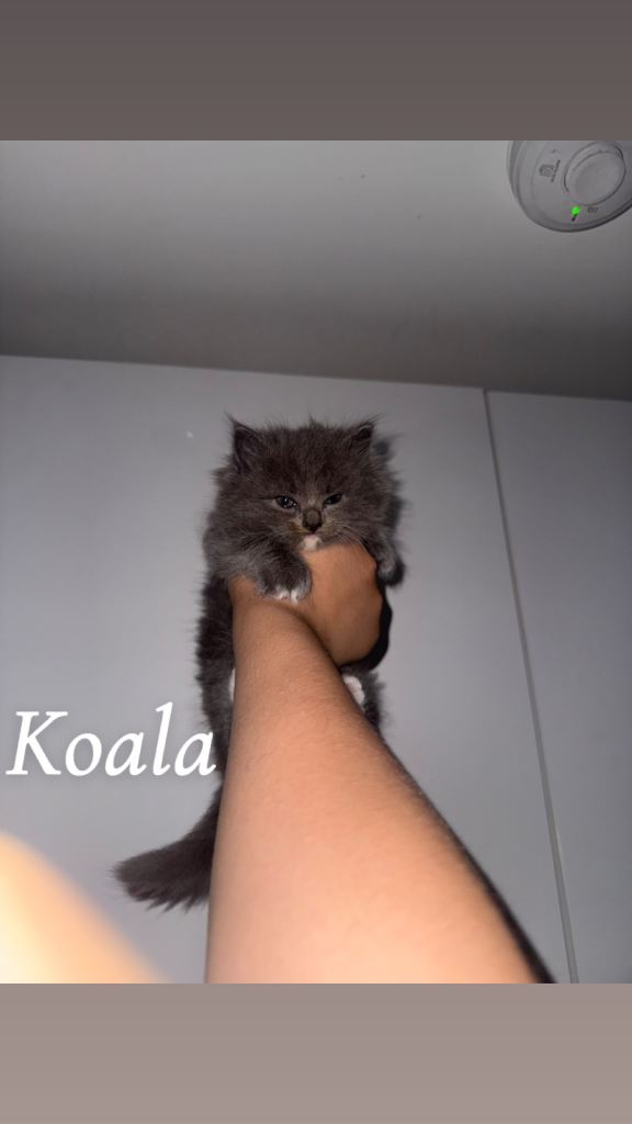 Ragdoll Persian 