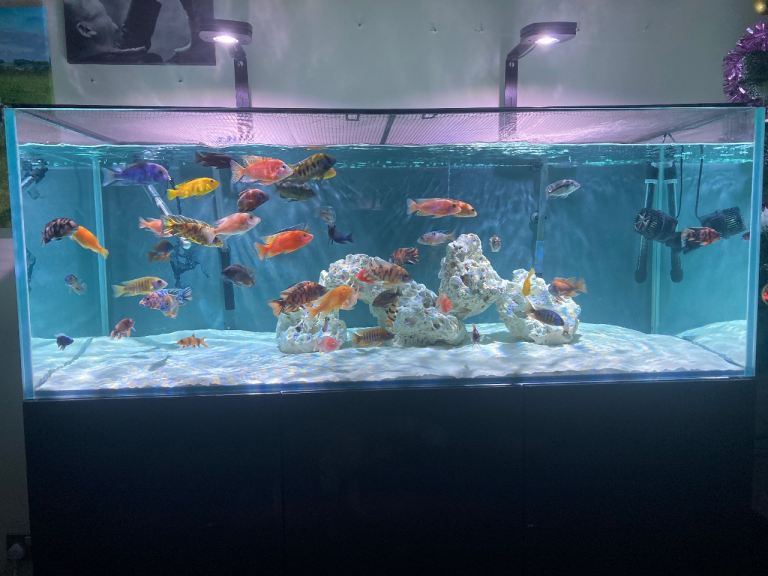Peacock cichlids 