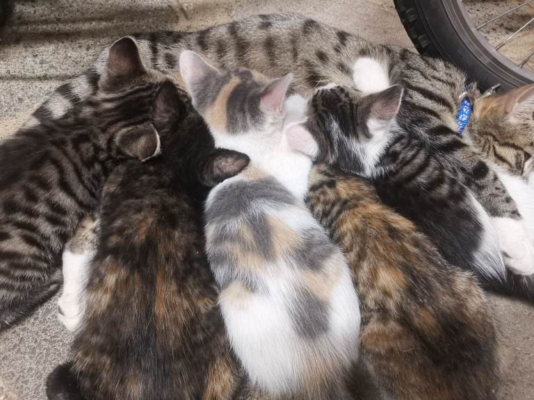 4 little kittens looking for a new home