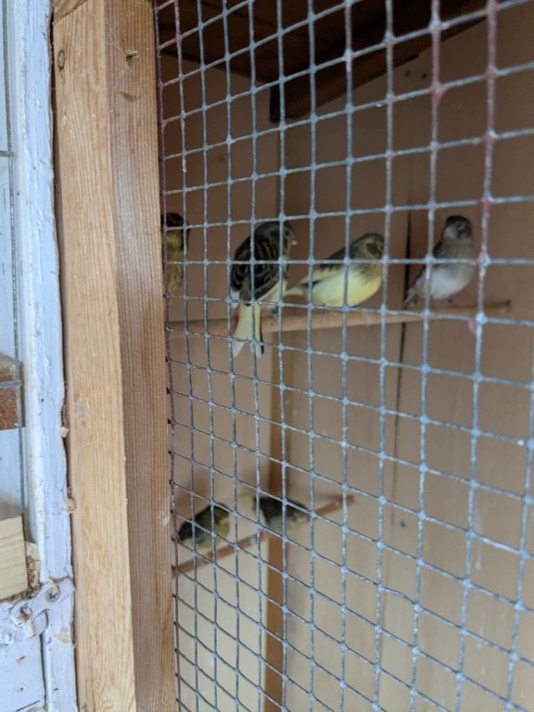Baby gloster canaries
