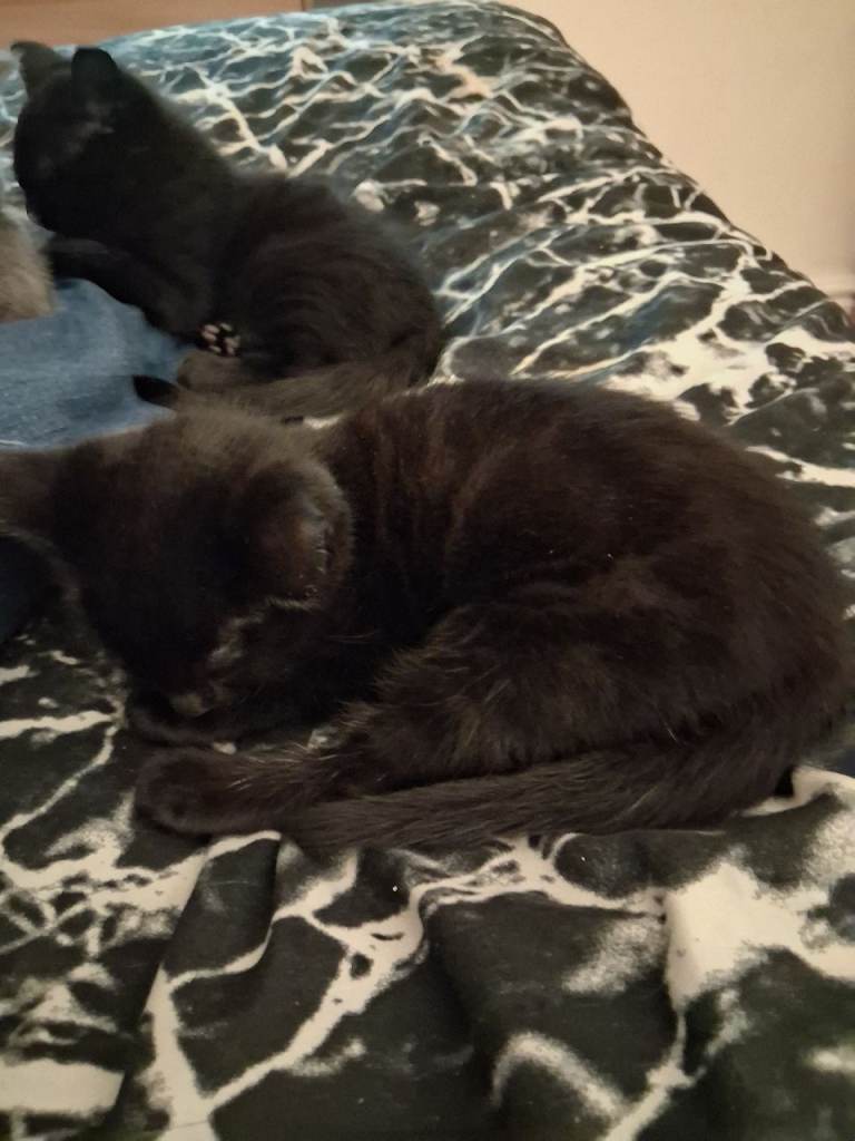  kitten for sale