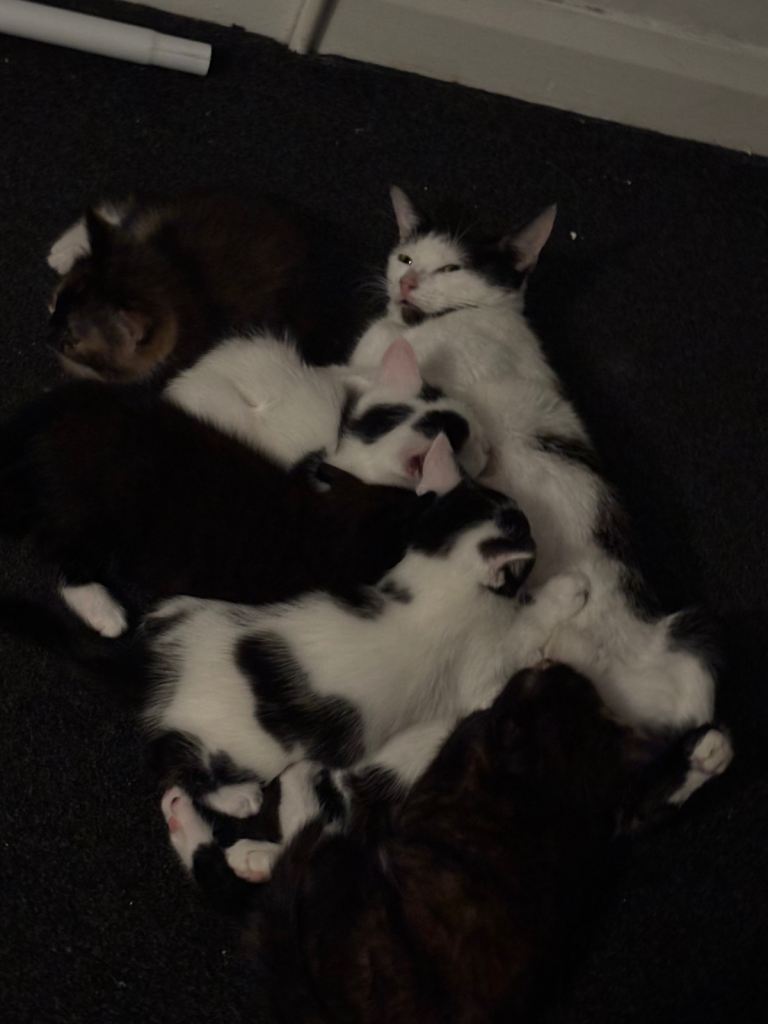 Ragdoll cross kittens 
