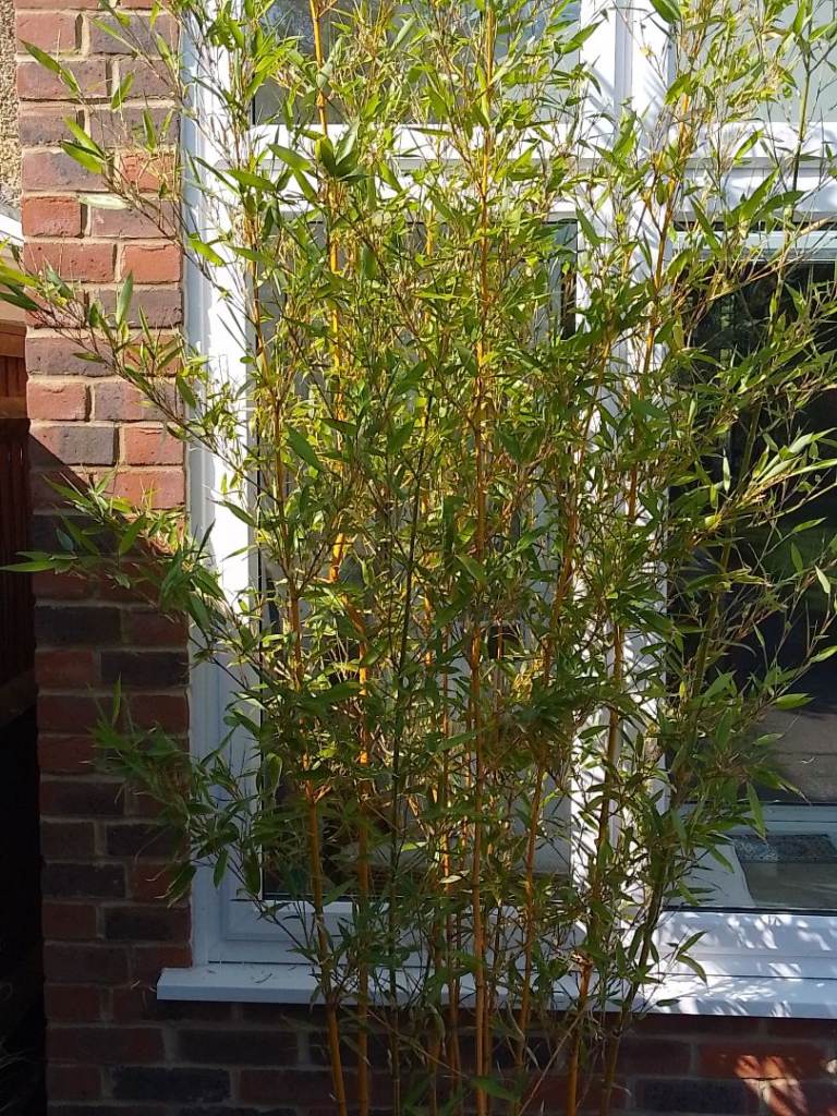 Bamboo for sale 