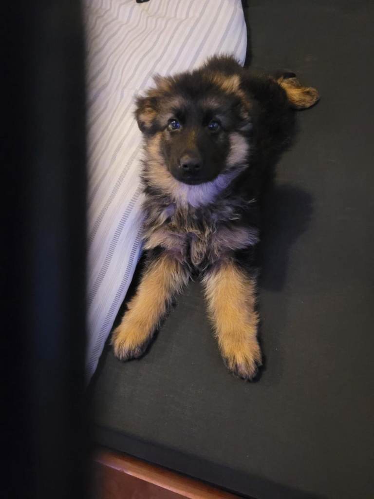 Long haired german shepherd puppy