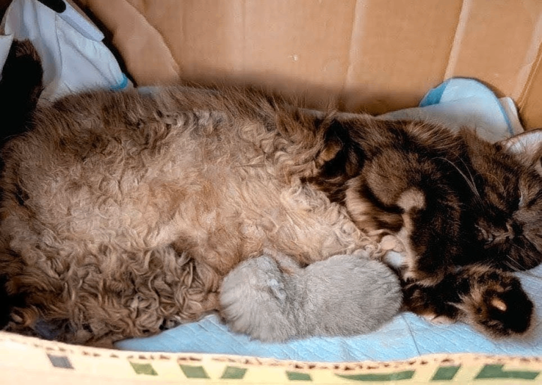 1 lilac fawn British short hair 
