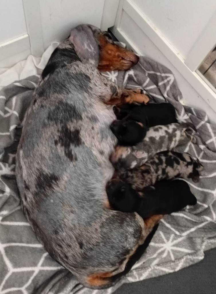 Mimature sasage dogs looking  for lovimg forever home 