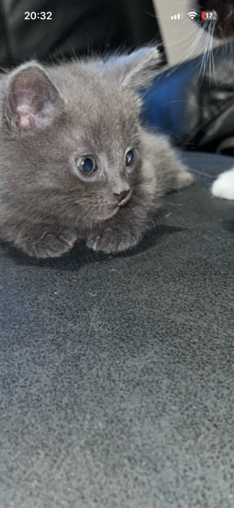 Beautiful kittens 