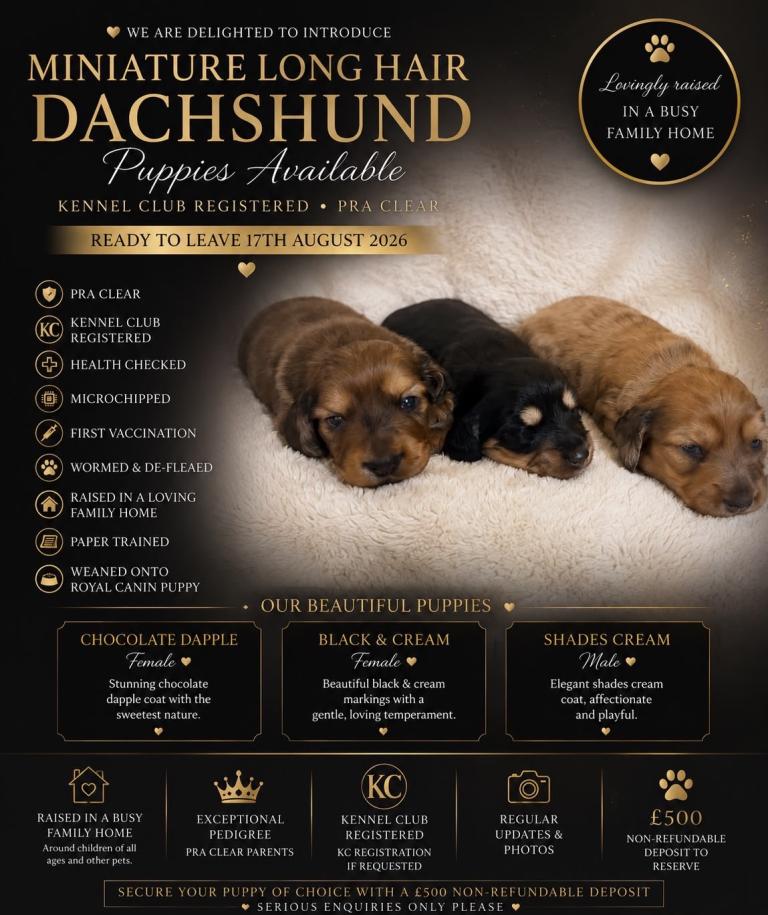 3 Longhair Miniature Dachshunds For Sale🐾