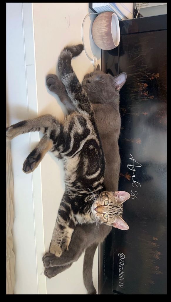 Urgent Kitten for sale🥰