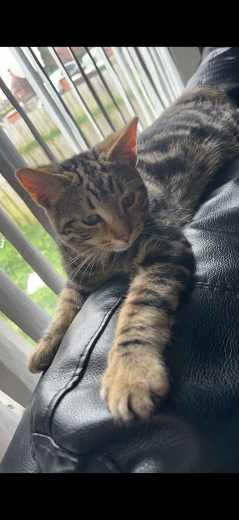 british shorthair/tabby male cat for sale