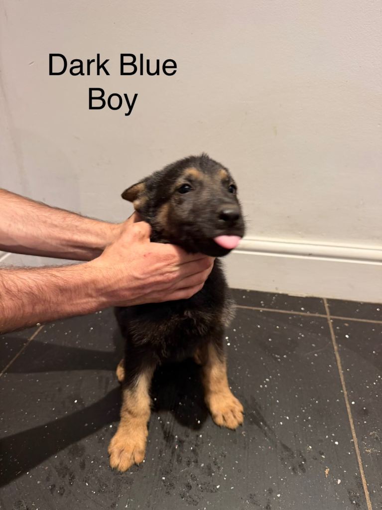 German Shepherd Puppies 