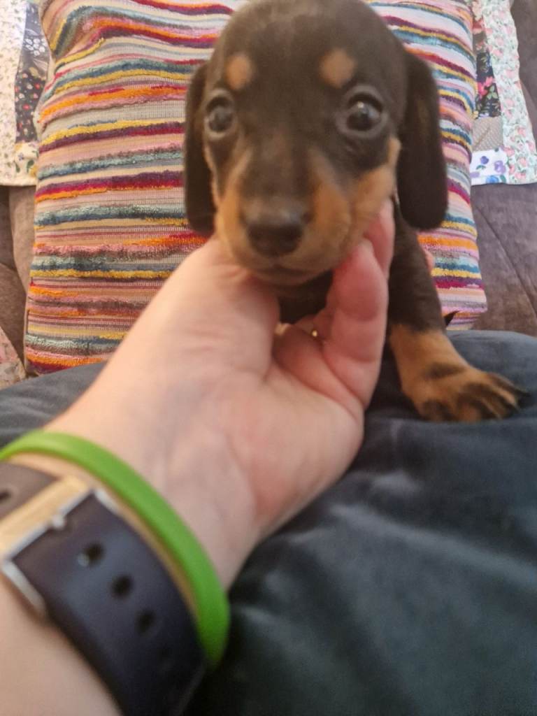 Miniature dachshund puppies