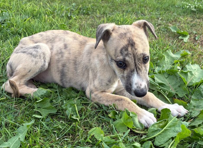 10 Lurcher pups for sale 