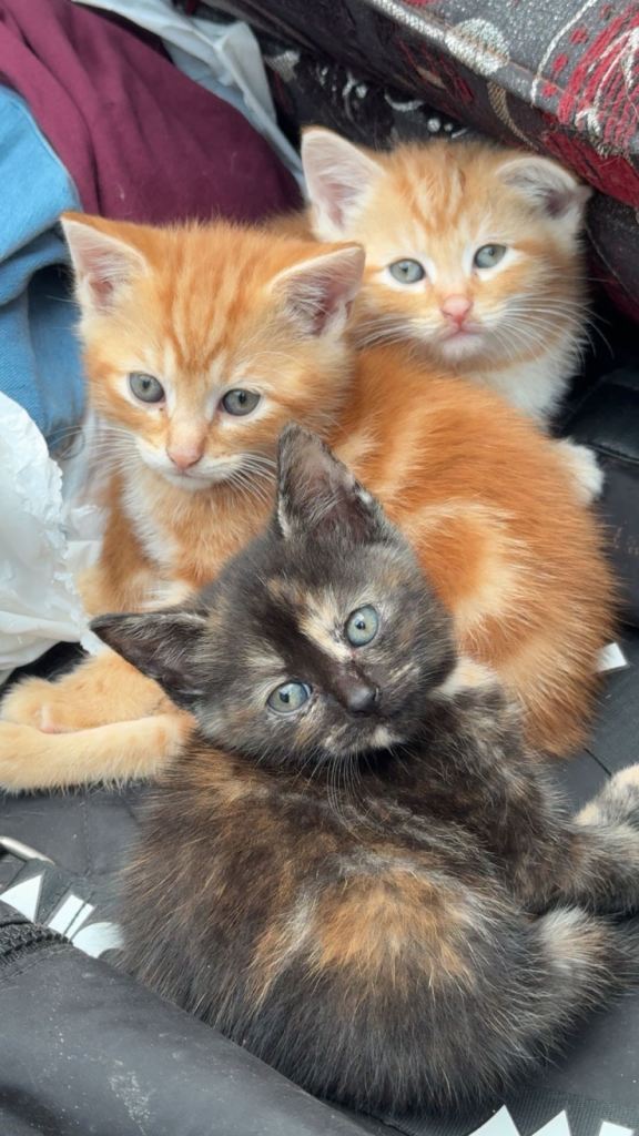 Kittens ready to go home!! 