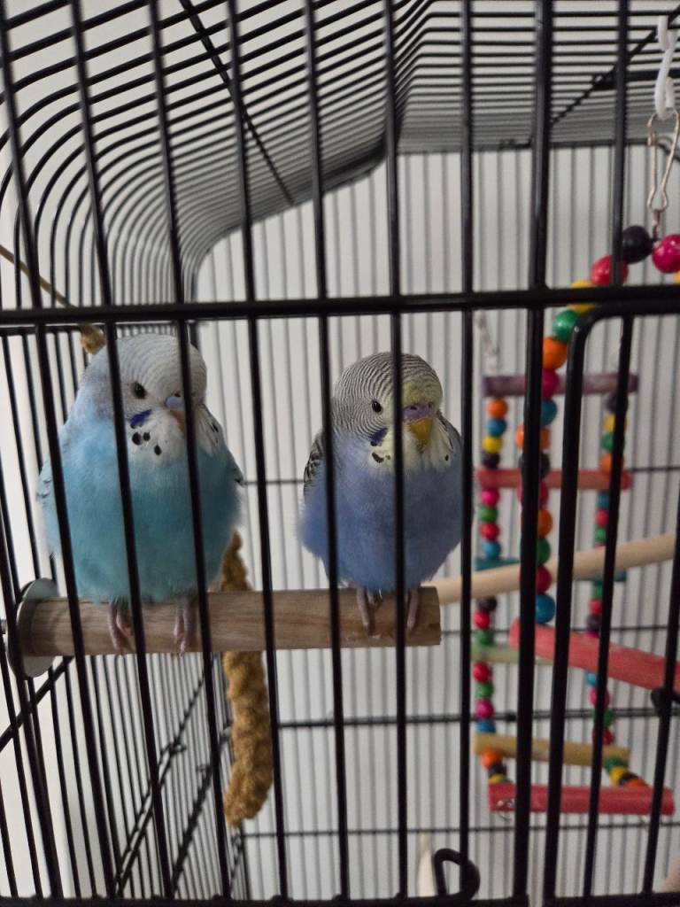 Xw budgies and large cage with stand