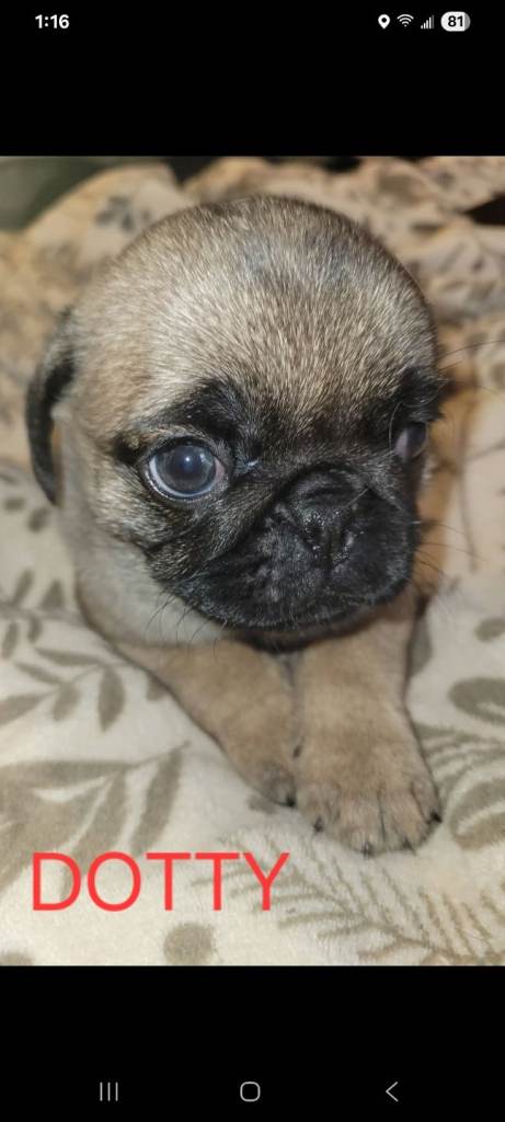 Pug pups ready in a week