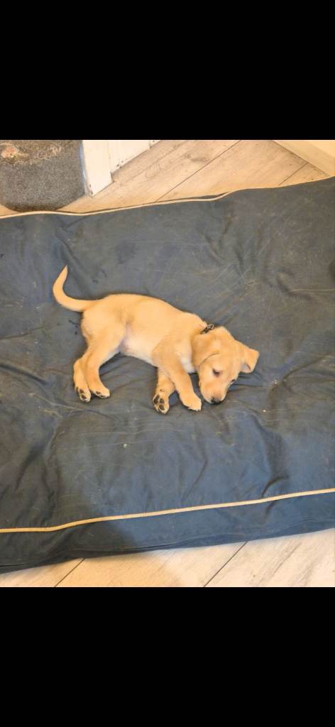 Adorable labrador puppies Pedigree registered 
