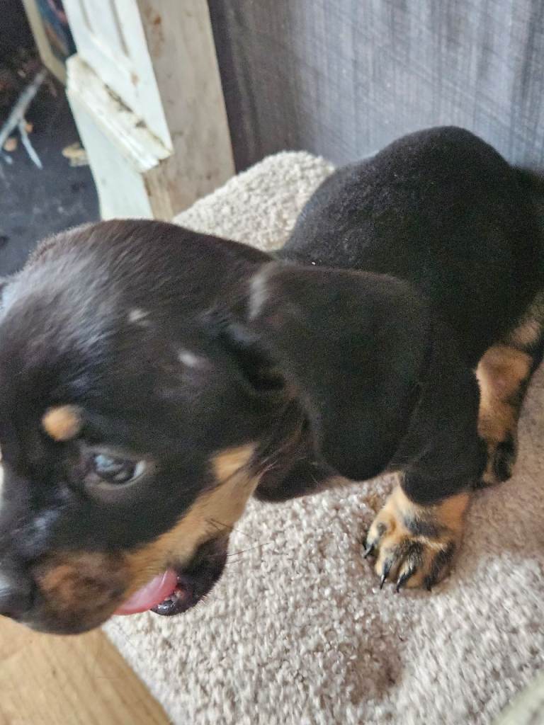Female puppy 
