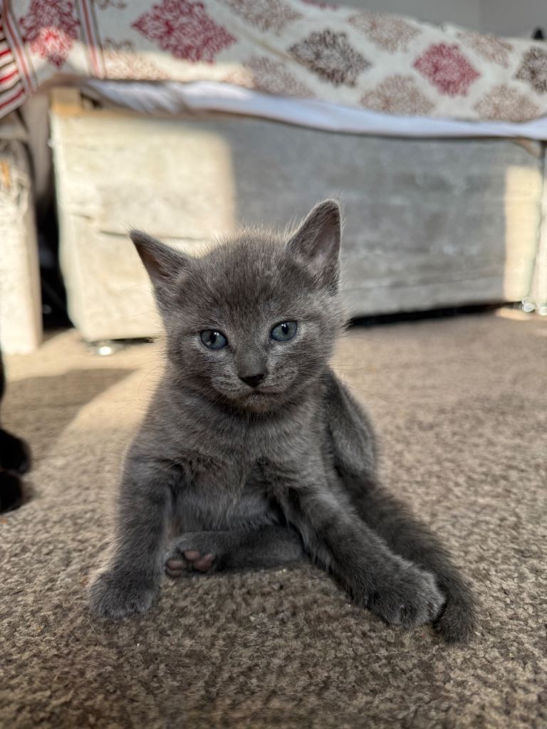 Kittens for sale