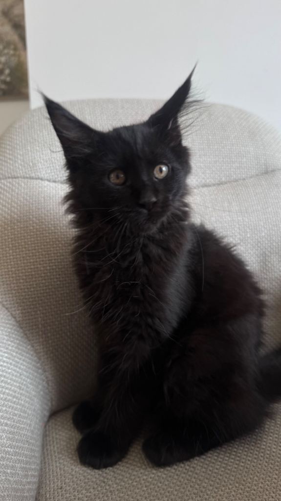 Black Maine Coon 