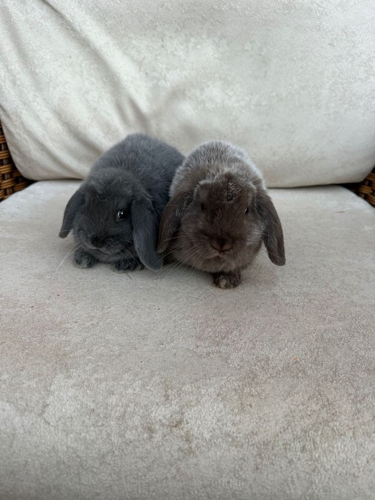 Mini loop rabbits 