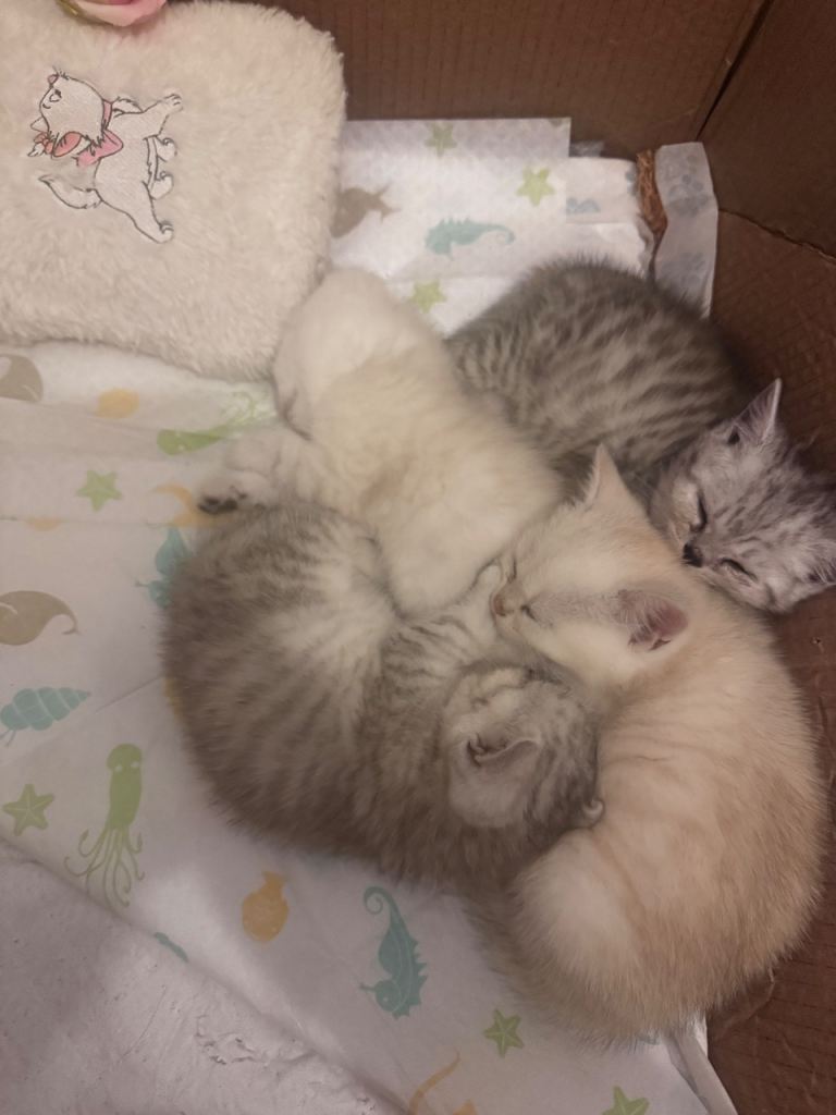 Kittens for sale Scottish x British 