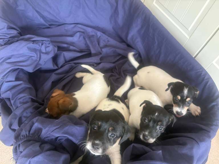 Miniature jack russel pups 